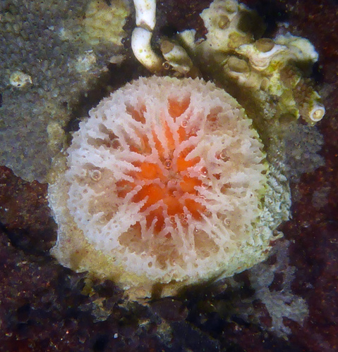 Representative image of Balanophyllia