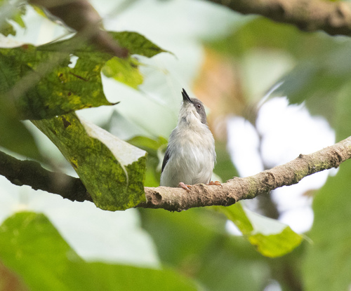 Grey Apalis (Apalis cinerea), photo 7