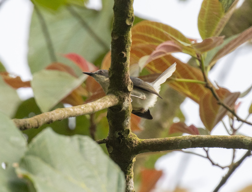 Grey Apalis (Apalis cinerea), photo 10