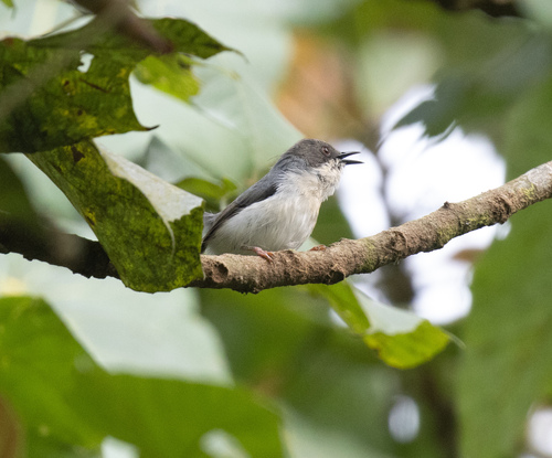 Grey Apalis (Apalis cinerea), photo 6