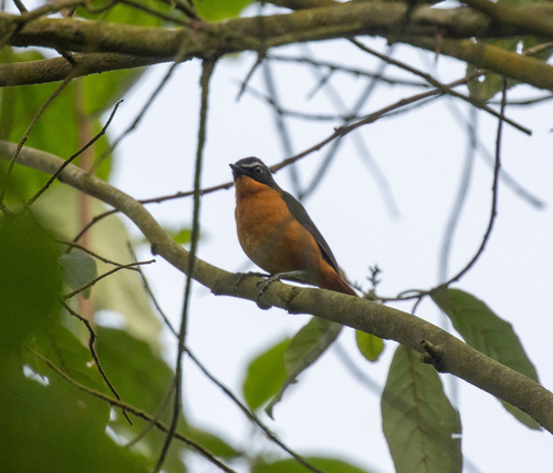 Mountain Robin-Chat (Cossyphicula isabellae), photo 5
