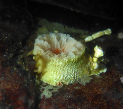 Balanophyllia elegans