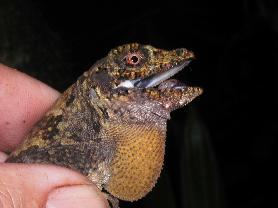 Bighead Anole