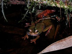 Smilisca cyanosticta