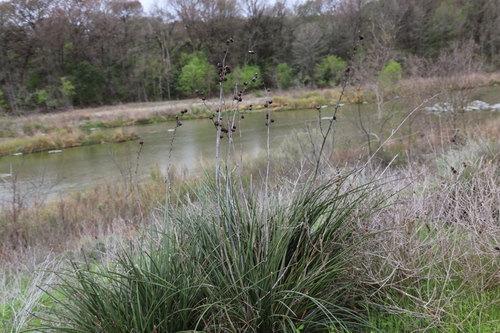 Image of Hesperaloe parviflora by no rights reserved