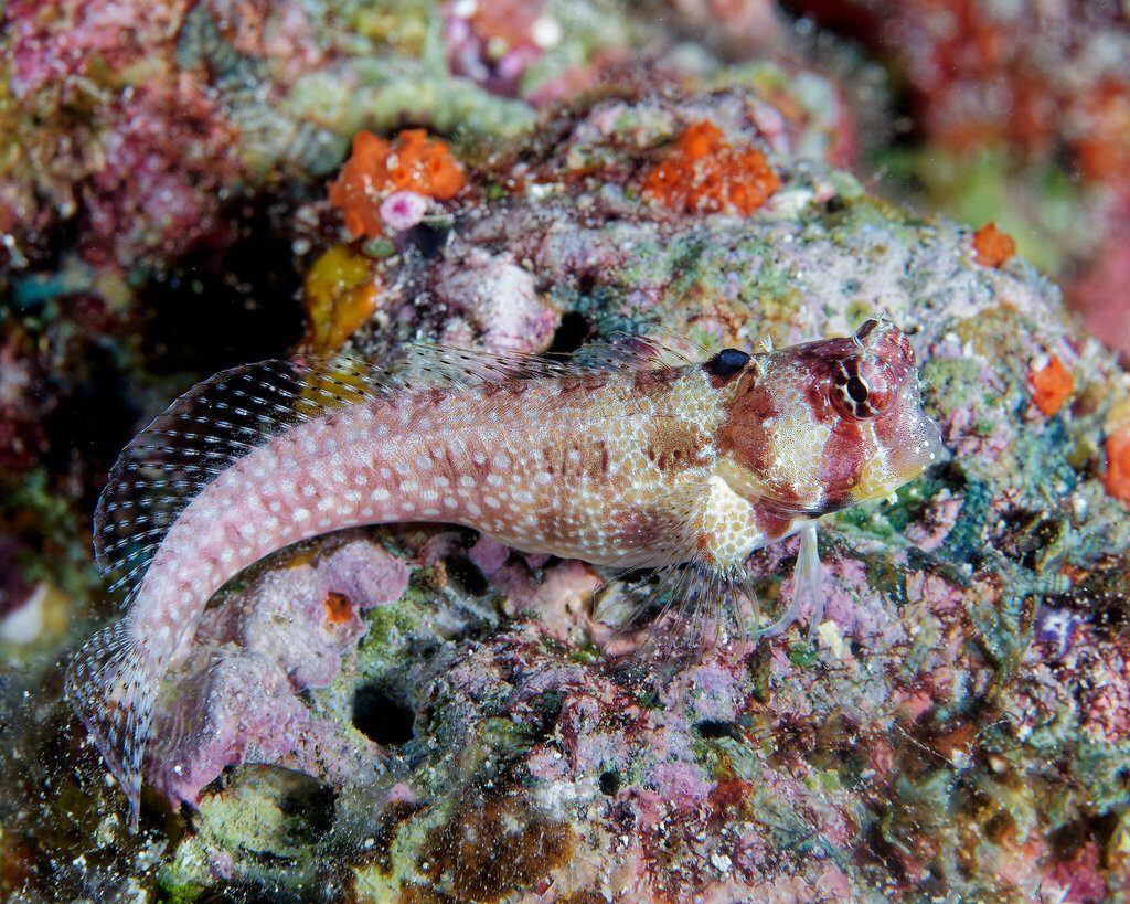 Big spot blenny (Crossosalarias macrospilus) — Blenniidae