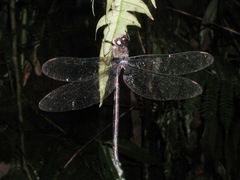 Gynacantha membranalis