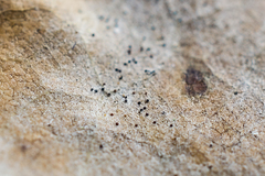 Erysiphe abbreviata