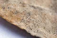 Erysiphe abbreviata