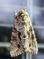 Achatia distincta