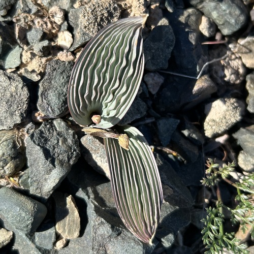 Tulipa regelii, photograph 5