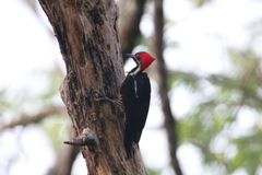 Dryocopus lineatus