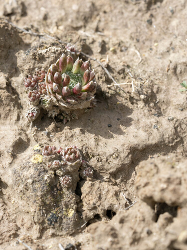 Orostachys thyrsiflora