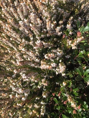 Ericeae