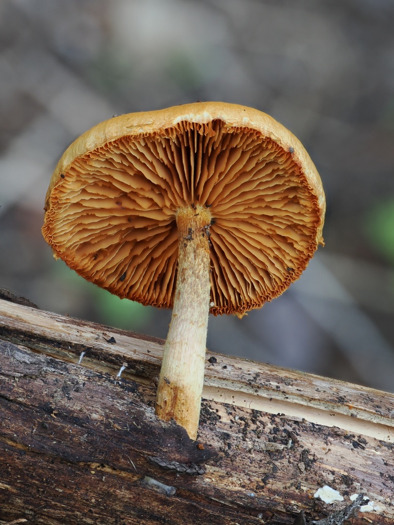 Gymnopilus palmicola · April 2026 · photo: © alan_rockefeller (iNaturalist, cc-by-sa)