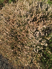 Ericeae