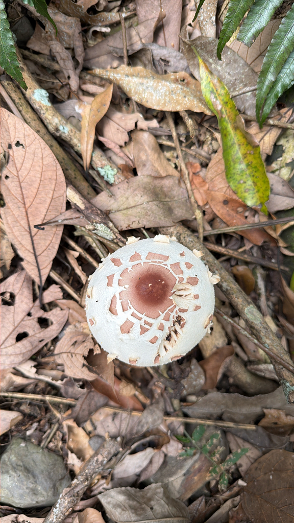 Chlorophyllum molybdites · April 2026 · photo: © pschen (iNaturalist, cc-by)