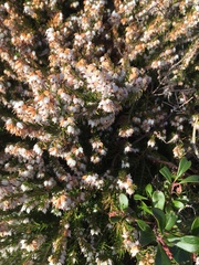 Ericeae