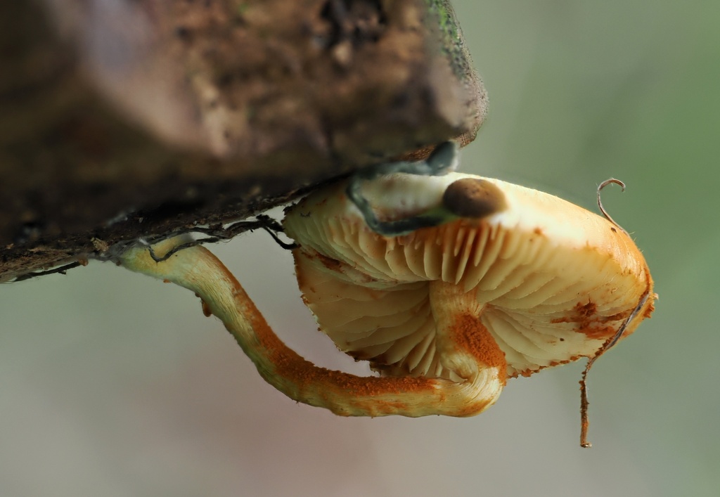 Gymnopilus palmicola