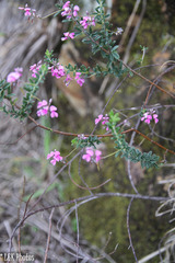 Indigofera filiformis