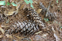 Pinus ayacahuite