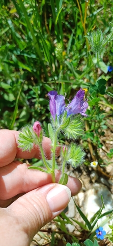 purple viper's-bugloss