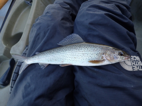 European Grayling