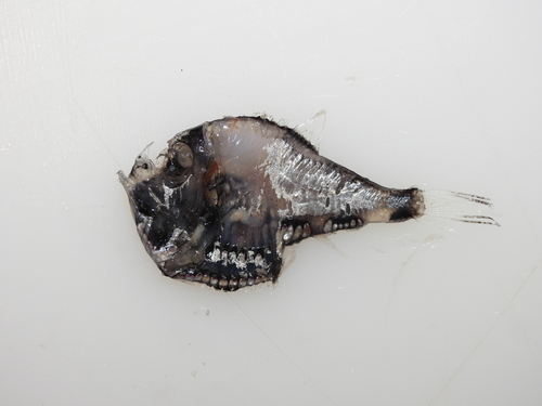 Argyropelecus aculeatus observed 2026-04-18