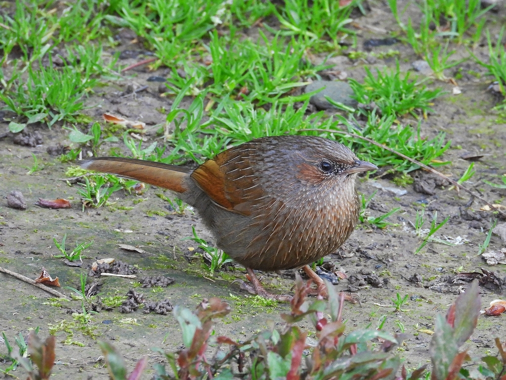 Streaked Laughingthrush