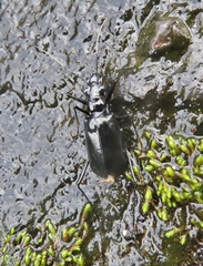 Oxycheila