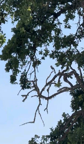 iNaturalist observation photo of California Scrub-Jay