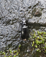 Oxycheila