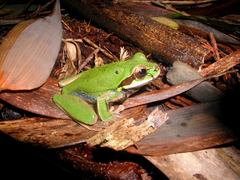 Smilisca cyanosticta