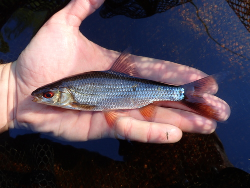 Roach (Rutilus rutilus) — Cyprinidae — 2