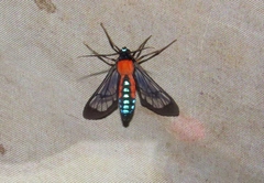 Cosmosoma oroyana
