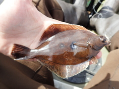 Limanda limanda