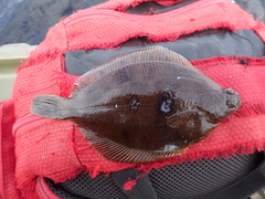 Limanda limanda