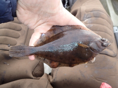 Limanda limanda