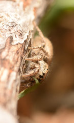 Habronattus clypeatus