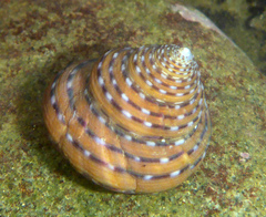 Calliostoma tricolor