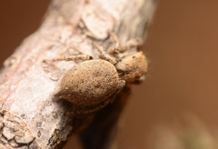 Habronattus clypeatus