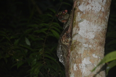 Galeopterus variegatus