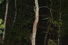 Galeopterus variegatus