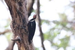 Dryocopus lineatus