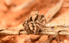 Habronattus clypeatus