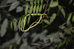 Ahaetulla mycterizans