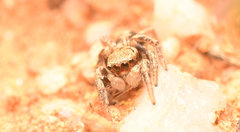 Habronattus clypeatus