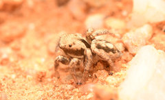 Habronattus clypeatus