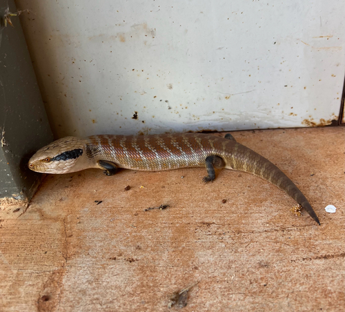 Centralian Bluetongue
