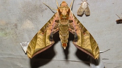 Protambulyx euryalus